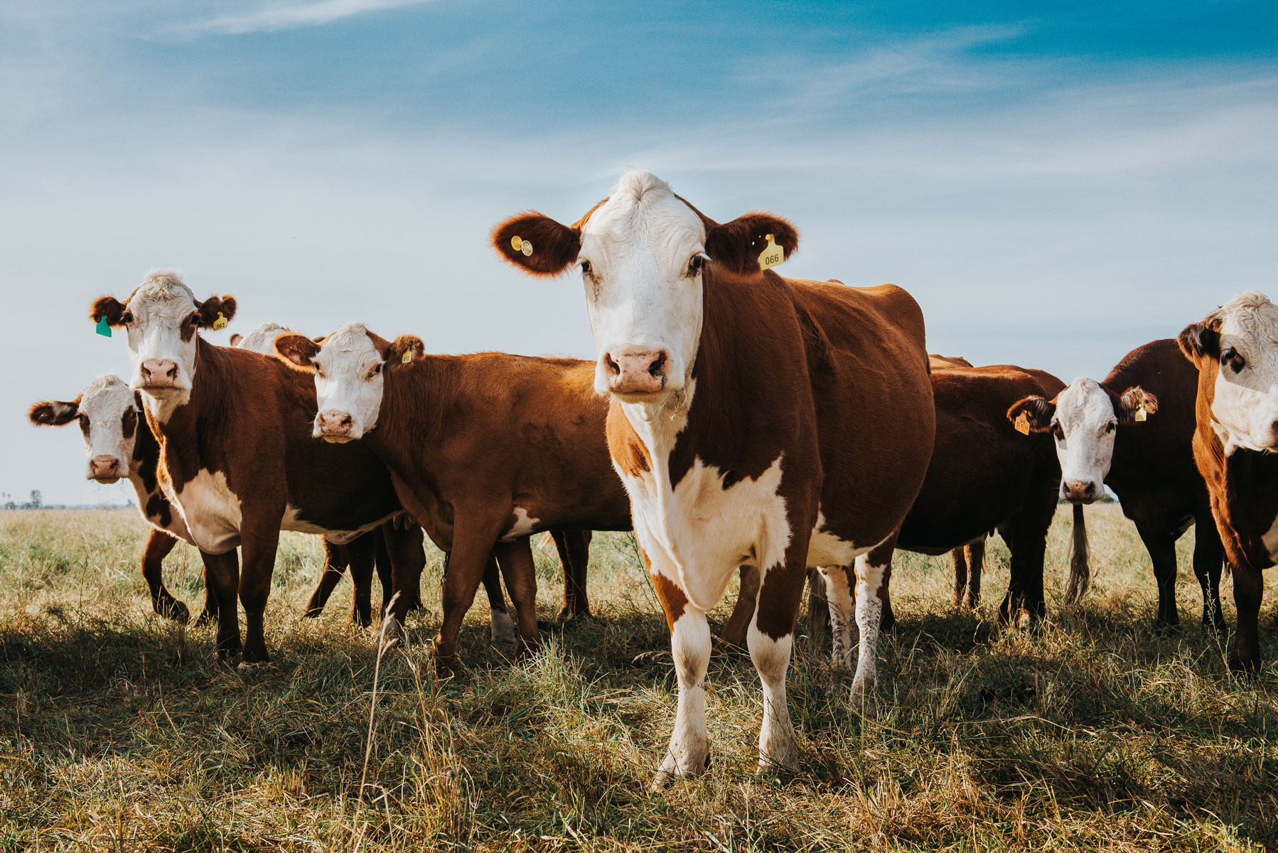 Born in the Alpine region. The potential of native proteins.